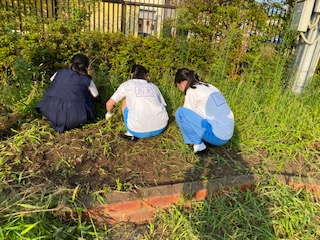 除草作業に励む生徒会他